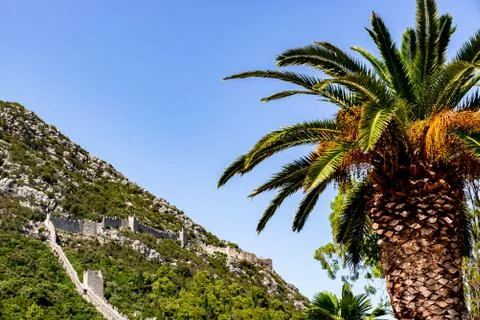 A palm tree with the wall in Ston Stock Photos