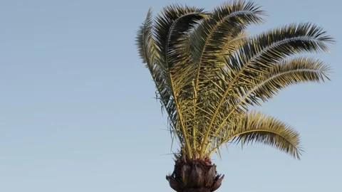 Palm Tree in Warm Sunset Light Moving in the Wind Stock Footage 331925945