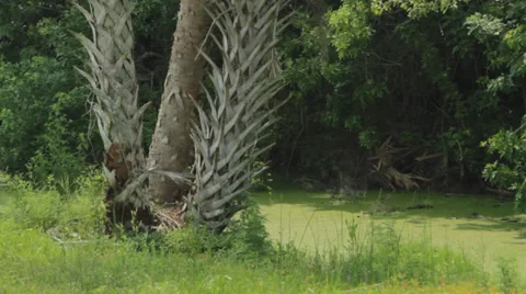 PALM TREE BY WATER Stock Footage 29887988