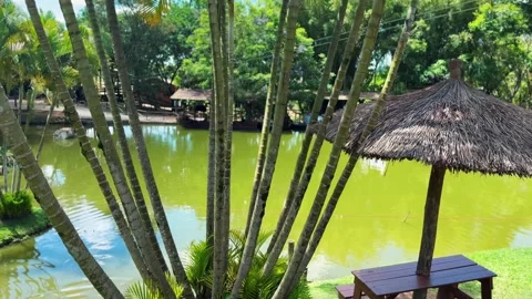Palm tree in the water Stock Footage 321471222