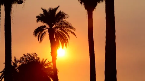 Palm Tree Waves as the Sun is Setting Stock Footage 61839732
