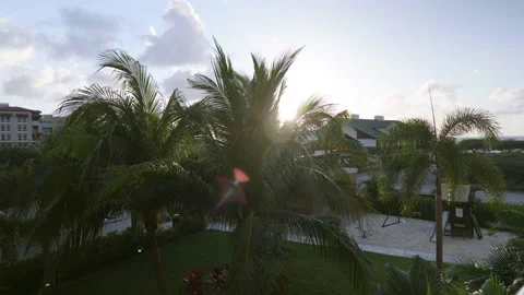 Palm tree waves in the wind Video stock 150125287