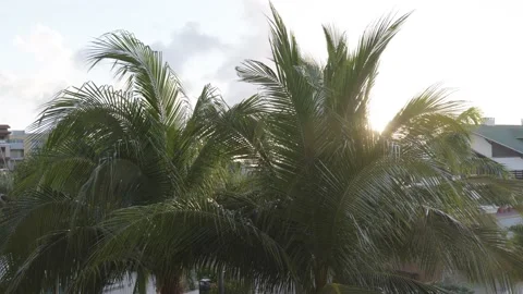 Palm tree waves in the wind Video stock 150125313