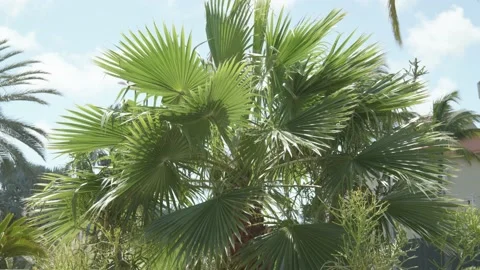 Palm tree waves in the wind Stock Footage 150125338
