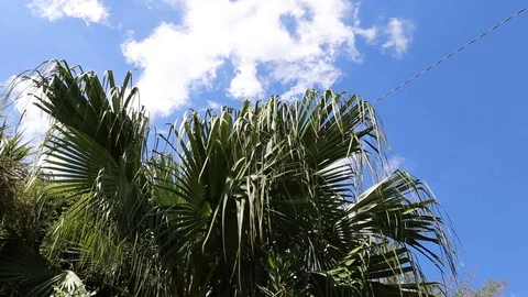 Palm tree waving Stock Footage 102459212