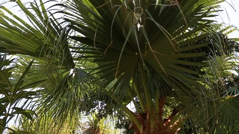 Palm tree waving Stock Footage 102460394