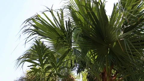 Palm tree waving Stock Footage 102460764