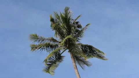 Palm tree waving in the wind Stock Footage 45512152