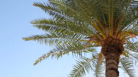 Palm Tree Waving in the WInd Stock Footage 61839804