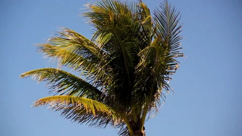 Palm tree waving on the wind. Stock Footage 152954055