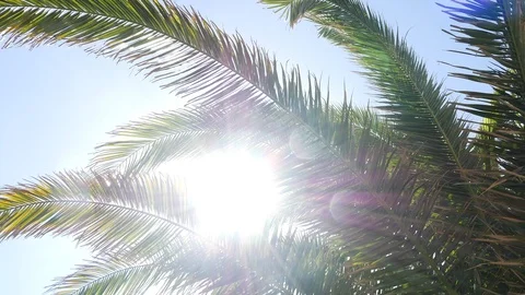 Palm tree waving in wind with lens flare from sun Stock Footage 104445001