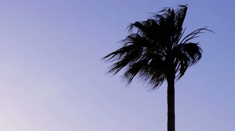 Palm tree waving in wind before storm at dusk Stock Footage 55244061
