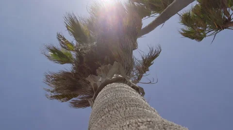 Palm Tree Waving on Windy Day w/ Sun Flare Stock Footage 62330990