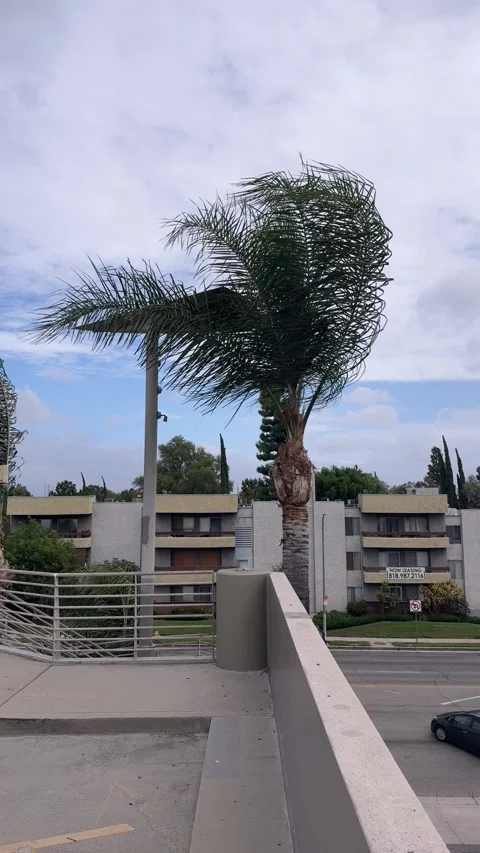 Palm tree whipped by strong wind, vertical video Video stock 347620463
