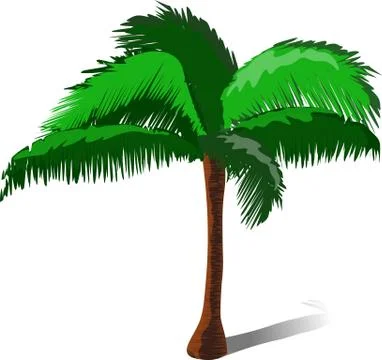 Palm tree on a white background Stock Illustration