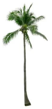Palm tree on a white background, isolated Stock Photos
