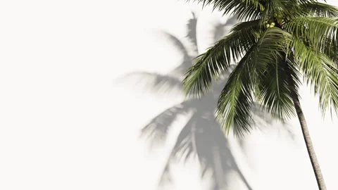 Palm tree on a white background moves and a shadow is visible. Stock Footage 298345343