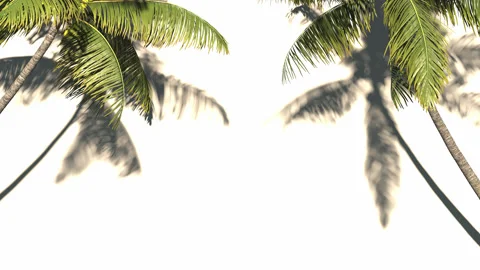 Palm tree on a white background moves and a shadow is visible. Stock-Footage 298345425