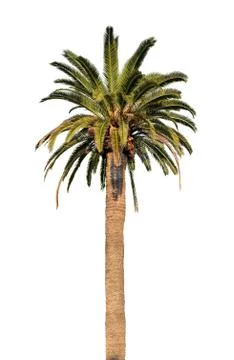 Palm tree on white background Stock Photos
