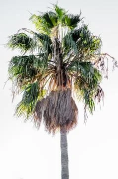 PALM TREE ON WHITE BACKGROUND Stock Photos