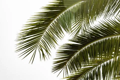 A palm tree on a white background Stock Photos