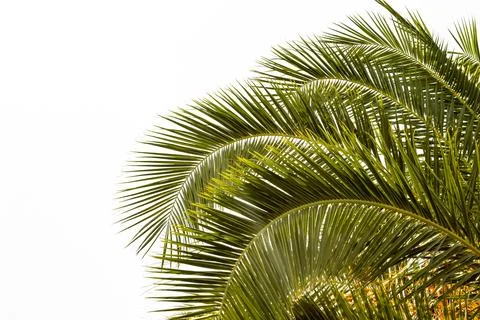 A palm tree on a white background Stock Photos