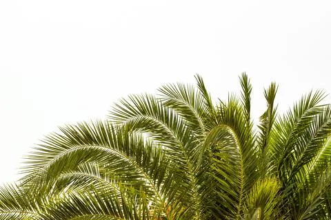 A palm tree on a white background 스톡 사진