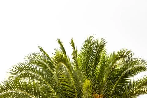 A palm tree on a white background 스톡 사진