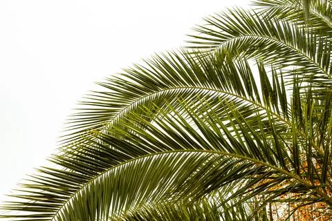 A palm tree on a white background 스톡 사진