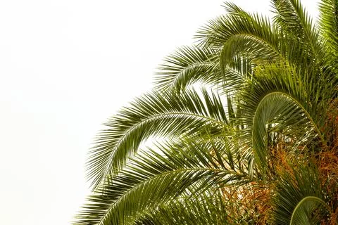 A palm tree on a white background Stock Photos