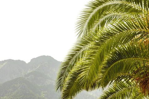 A palm tree on a white background Foto stock