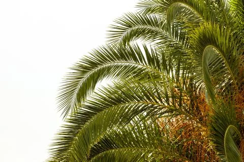 A palm tree on a white background 스톡 사진