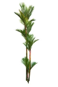 Palm tree on white background.palm tree on white background.palm tree on whit Stock Photos