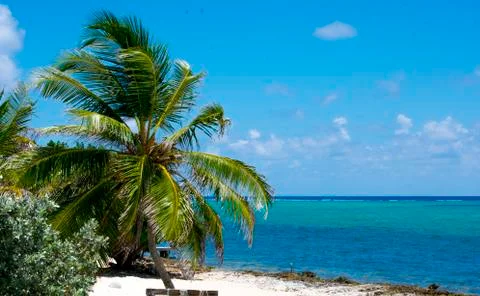 Palm tree, white beach Stock Photos