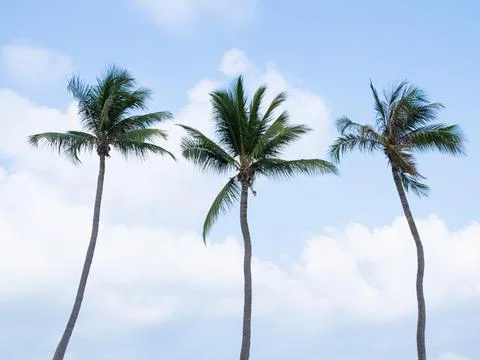 Palm tree on white cloud blue sky background, natural season summer Stock Photos