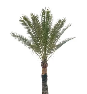 Palm tree on white Stock Photos
