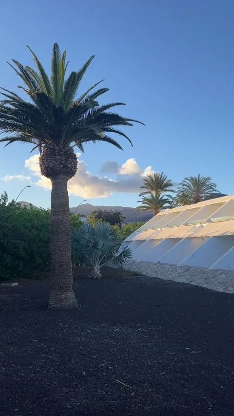 Palm tree white resort architecture volcanic garden Fuerteventura HD vertical Stock Footage 342027780