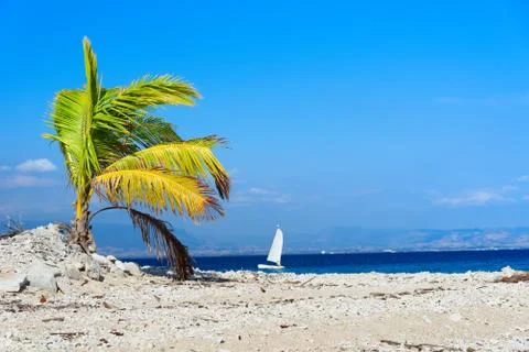 Palm tree on a white sandy beach Stock Photos