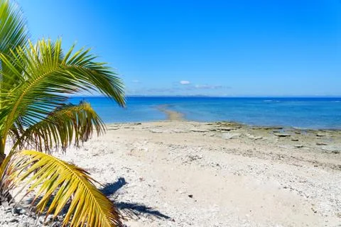 Palm tree on a white sandy beach Stock Photos