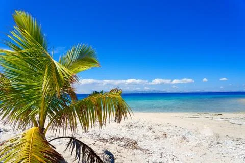 Palm tree on a white sandy beach Stock Photos