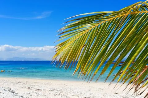 Palm tree on a white sandy beach Stock Photos