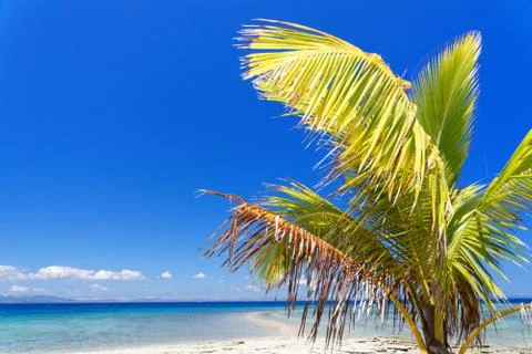 Palm tree on a white sandy beach Stock Photos
