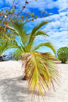 Palm tree on a white sandy beach Stock Photos
