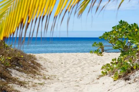 Palm tree on a white sandy beach Stock Photos