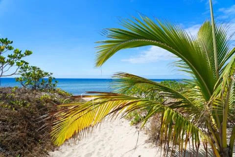 Palm tree on a white sandy beach Stock Photos
