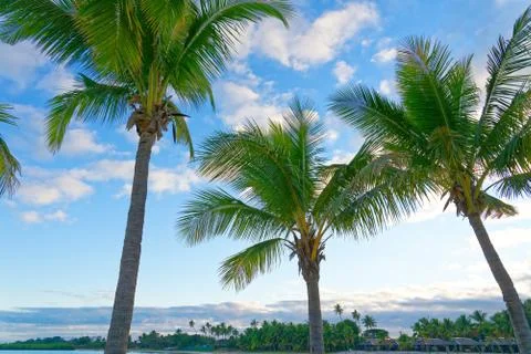 Palm tree on a white sandy beach Stock Photos