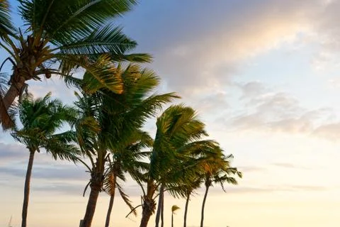 Palm tree on a white sandy beach Stock Photos