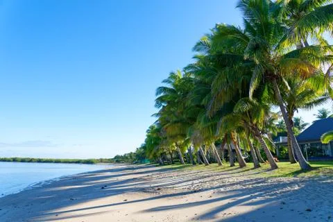Palm tree on a white sandy beach Stock Photos