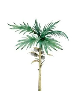 Palm tree width coconuts isolated on white. Hand drawn watercolor cartoon ill Stock Illustration