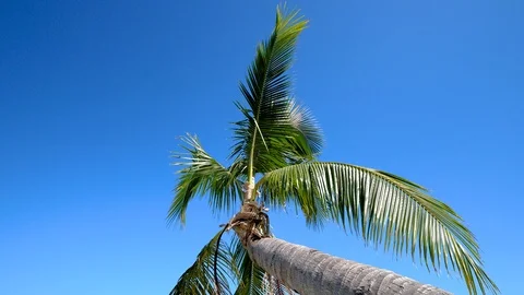 Palm tree in the wind against blue background Stock Footage 101777417